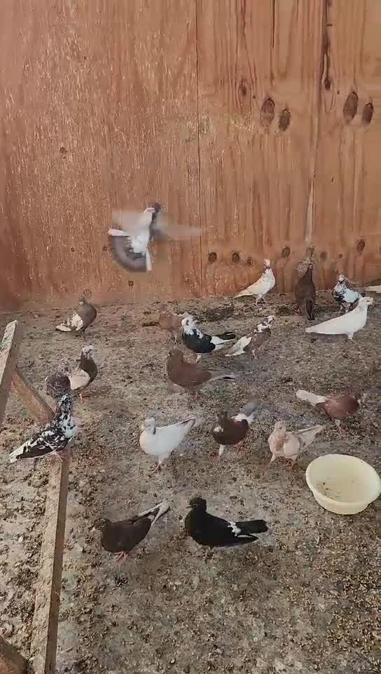 بو شهر - 1