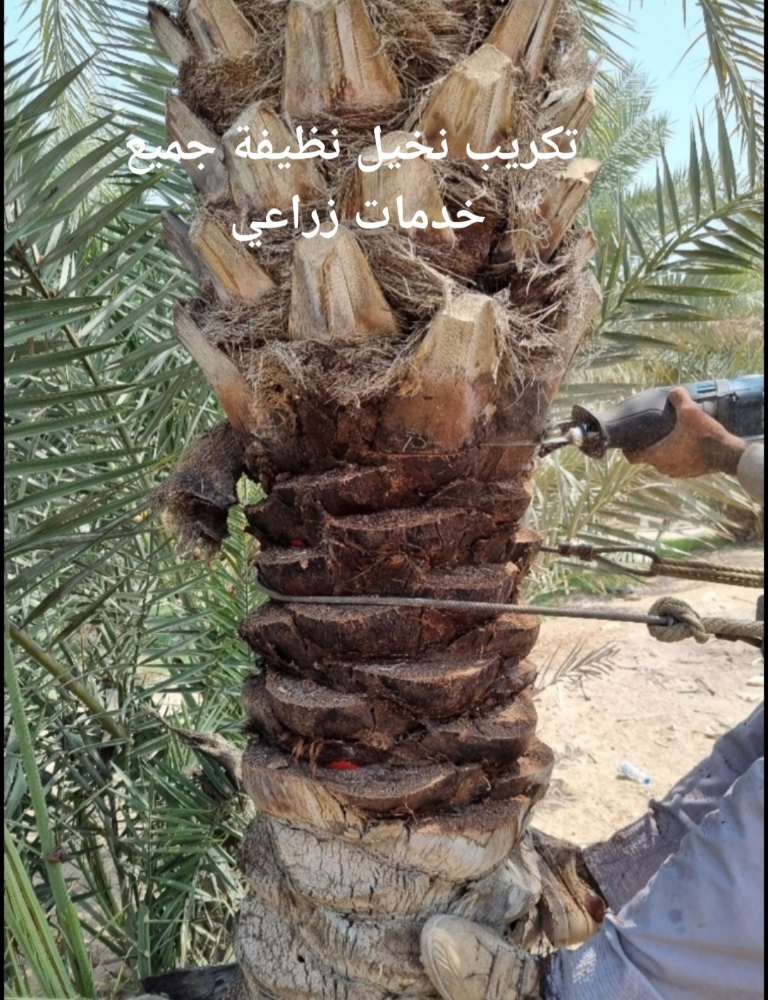 تكريب النخيل، ينظفة، عشان الحشرات - 6