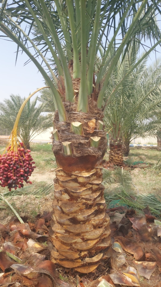 نخيل مثمر اصناف - 6