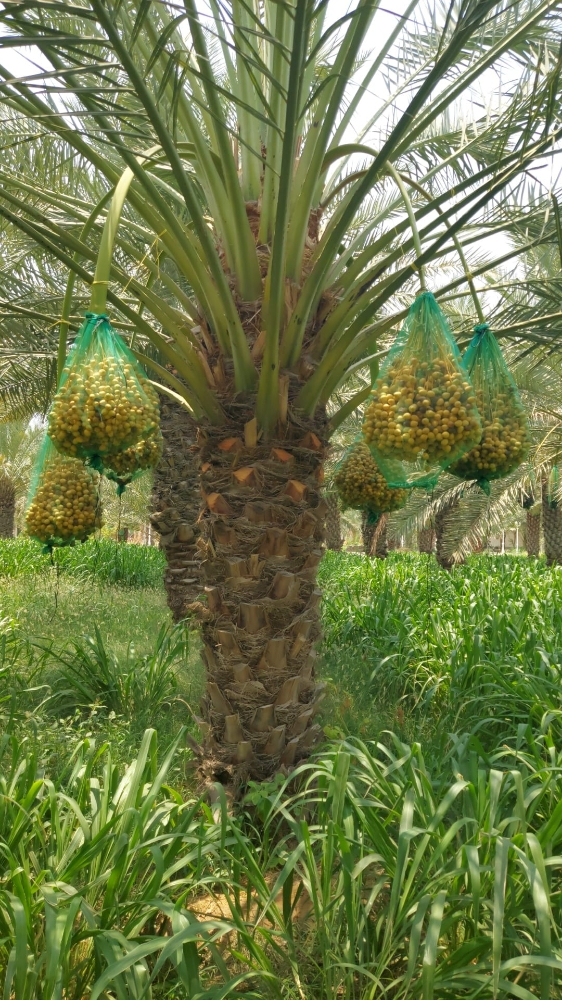 نخيل مثمر اصناف - 7