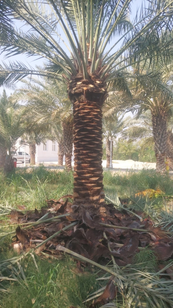 نخيل مثمر اصناف - 1