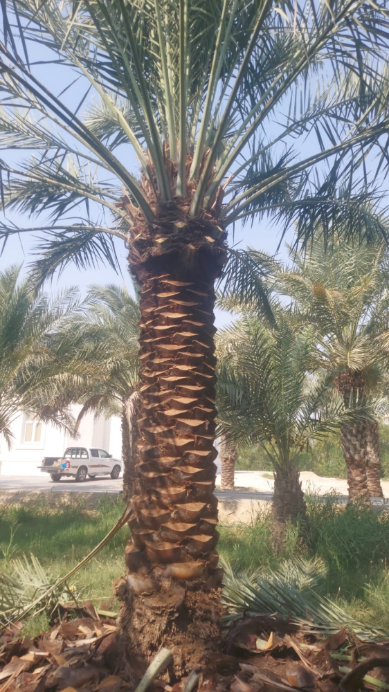 نخيل مثمر اصناف - 2