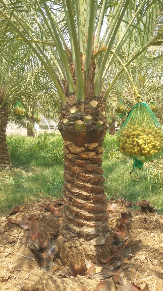 نخيل مثمر اصناف - 5
