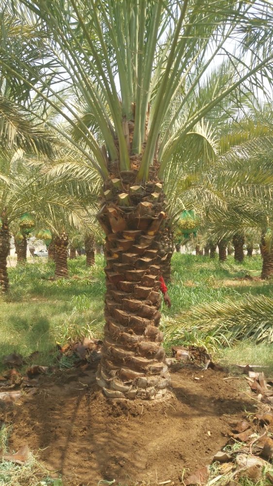 نخيل مثمر اصناف - 8