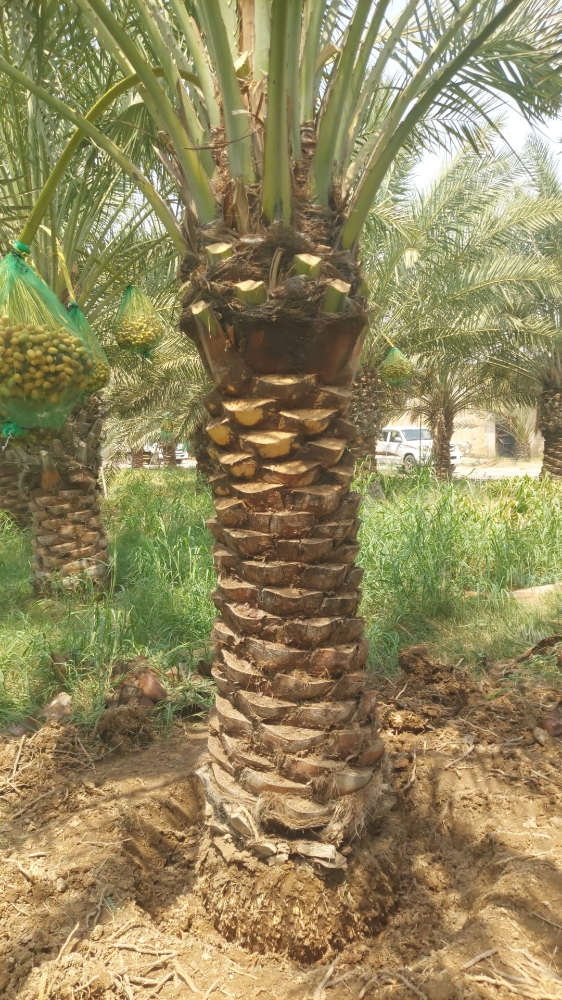 نخيل مثمر اصناف - 9
