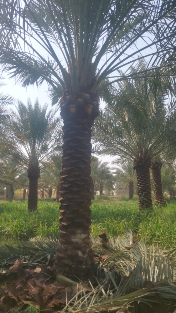 نخيل مثمر اصناف - 4