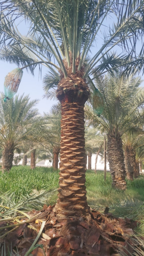 نخيل مثمر اصناف - 3