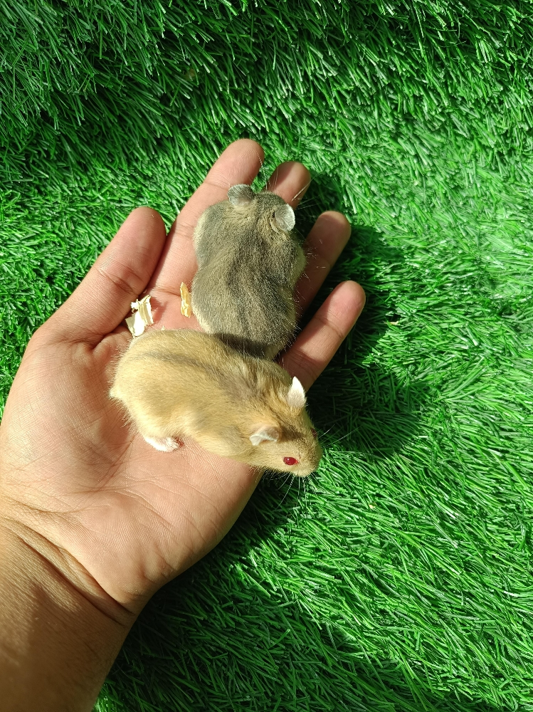 hamster package (free delivery) - 4
