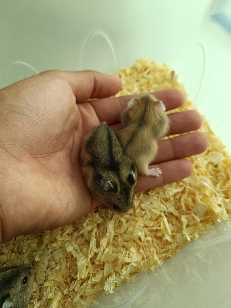 hamster package (free delivery) - 5