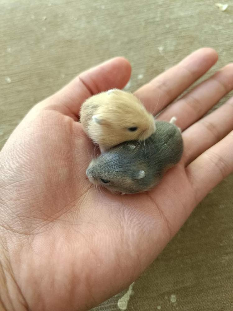 hamster package (free delivery) - 2