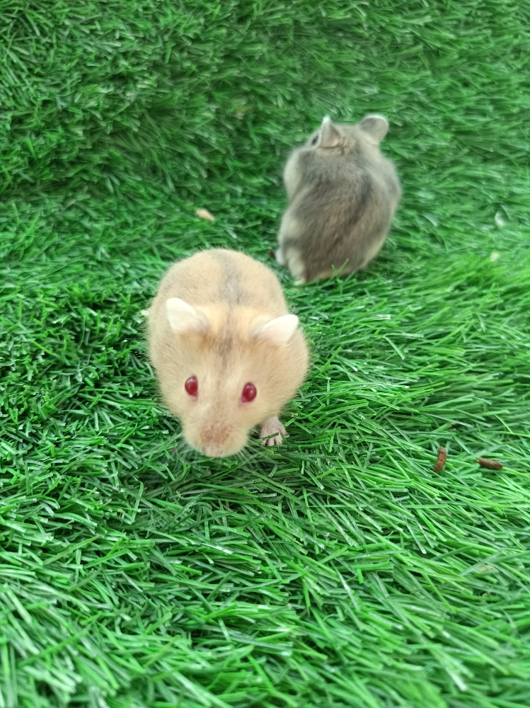 hamster package (free delivery) - 3