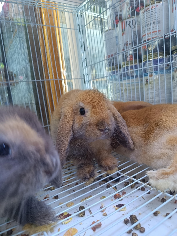 bunnies offer - 3