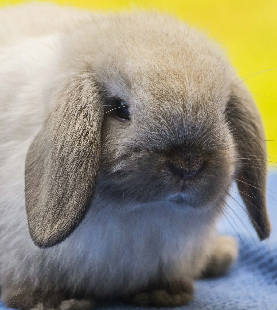 bunnies offer - 2