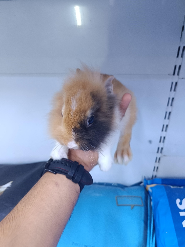 bunnies offer - 4