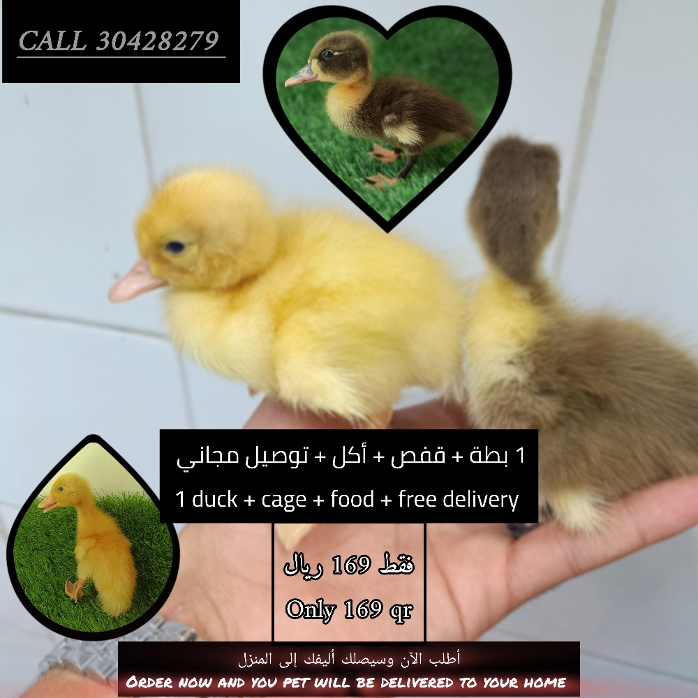 باقة البط الصغير اللطيف - 1
