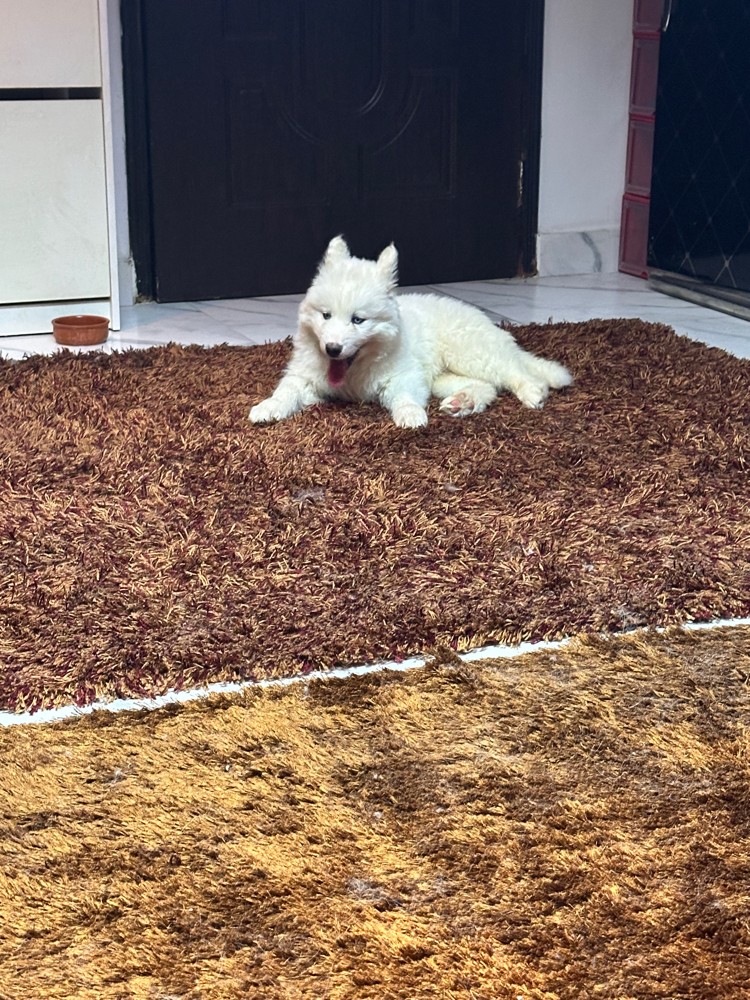 Husky - 12