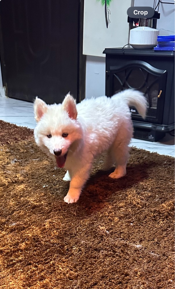 Husky - 1