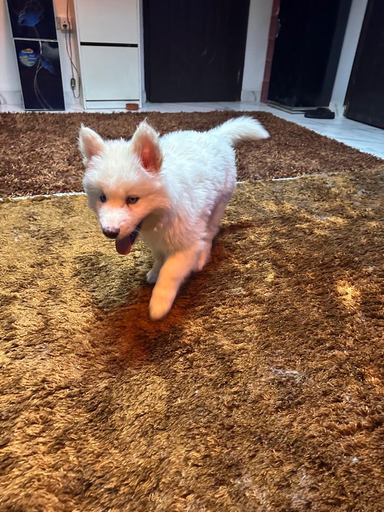 Husky - 3