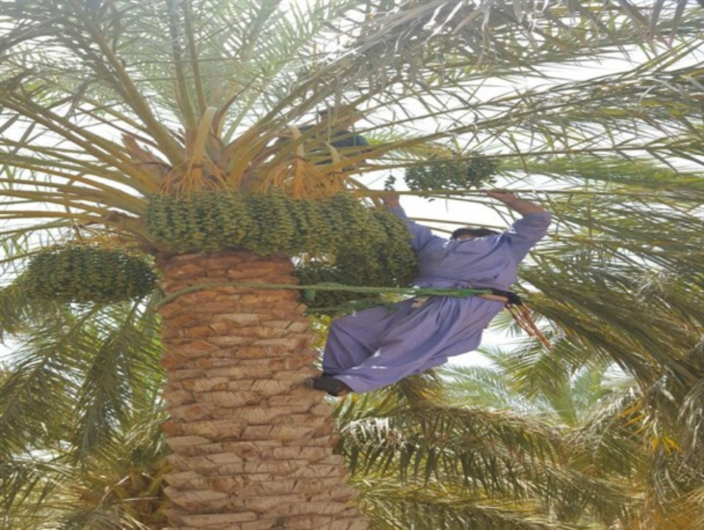 أنا بتزل رطب نخيل - 1