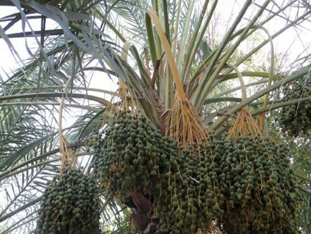 أنا بتزل رطب نخيل - 2