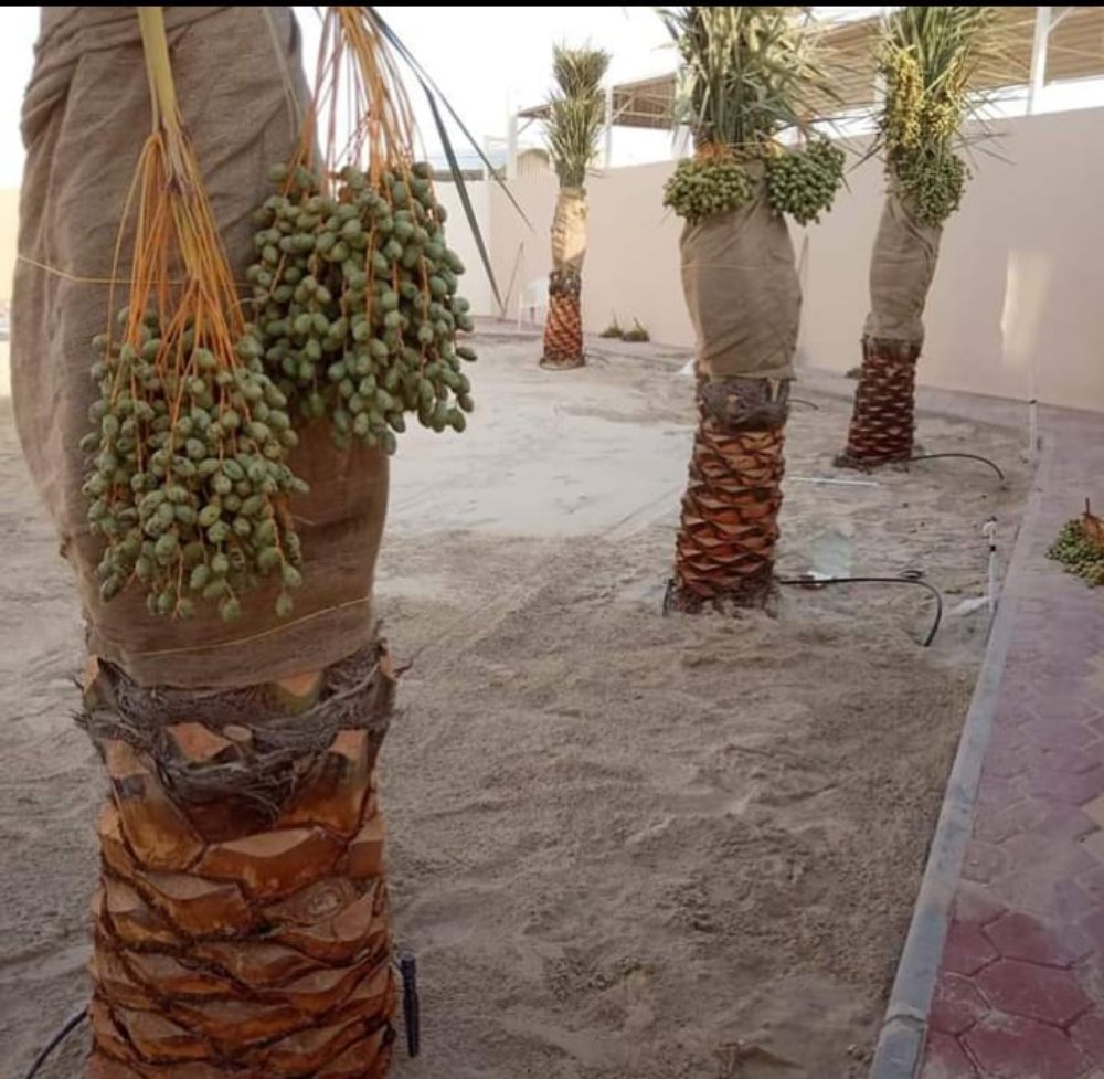 لعمل ترتيب النجيل الطبيعي - 3