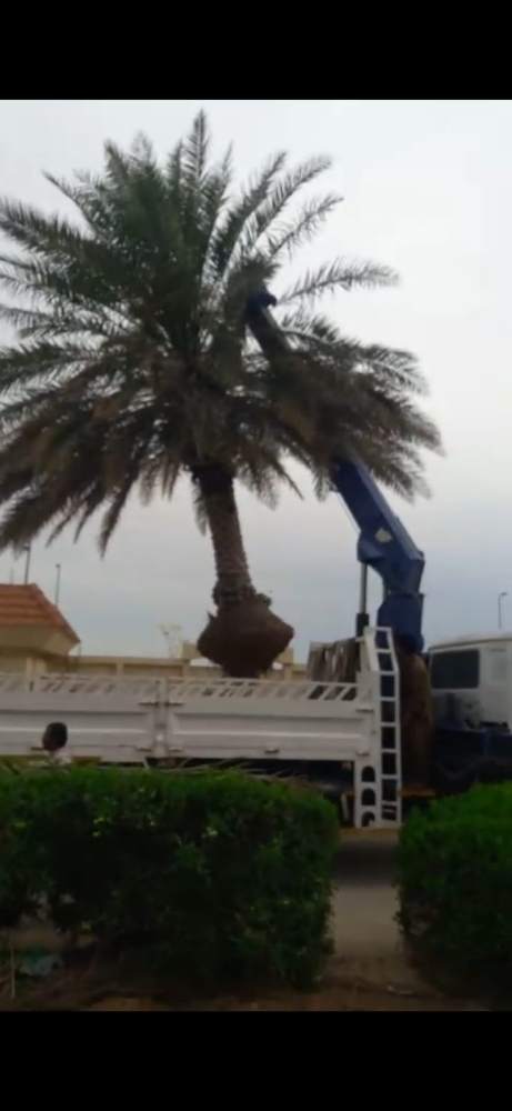 تقريب ونخيل - 1