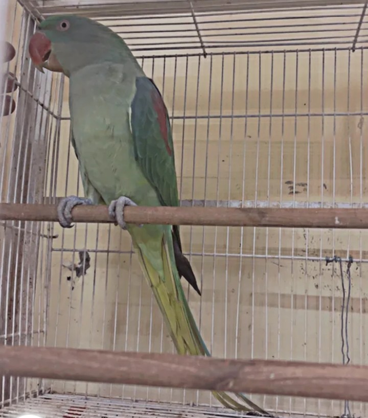 مطلوب نثية دره نيباليه - 1