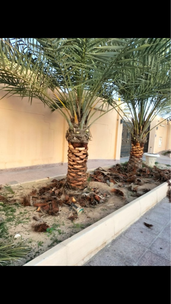 تكريب النخيل زراعة الحدايق  - 1