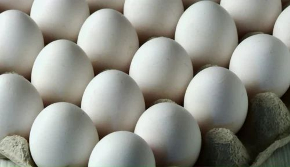 chicken - 1