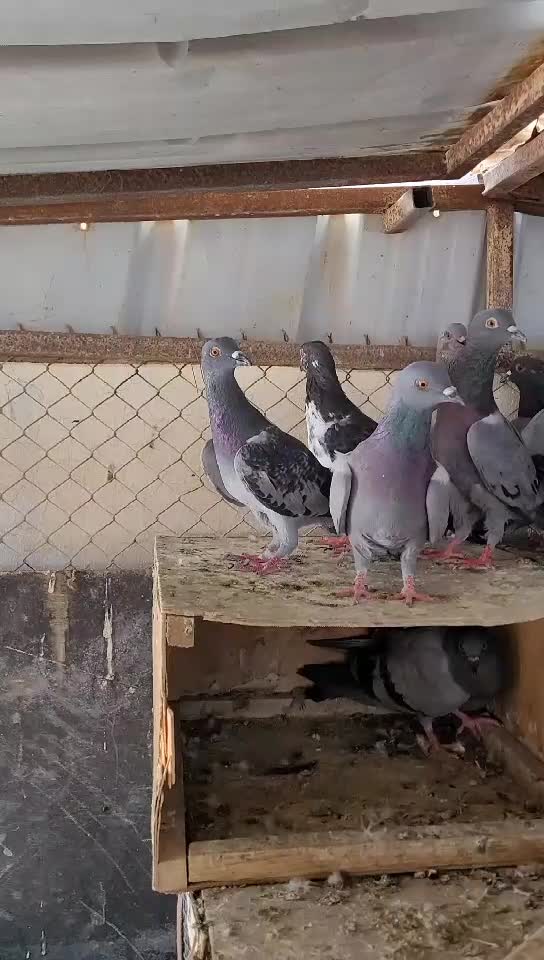 حمام مشكل - 1