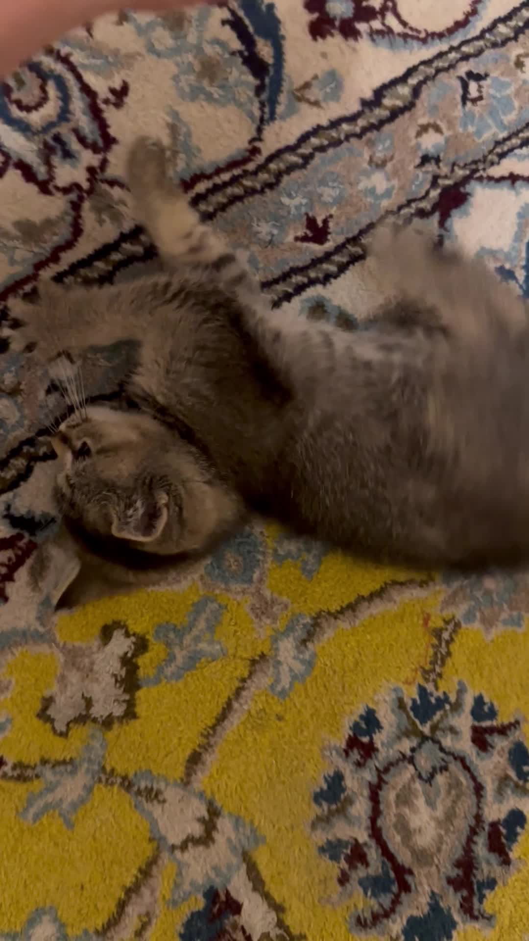 Scottish Cat Female  - 3