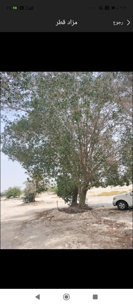 مزارع ومقطع اشجار - 1