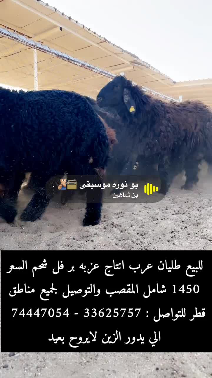 للبيع طليان عرب - 1