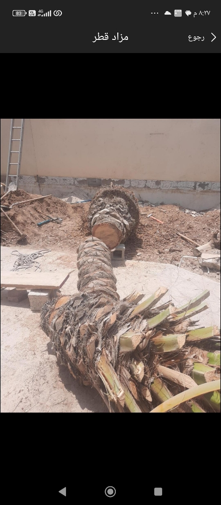 نقوم بتقطيع الاشجار والنخيل - 1