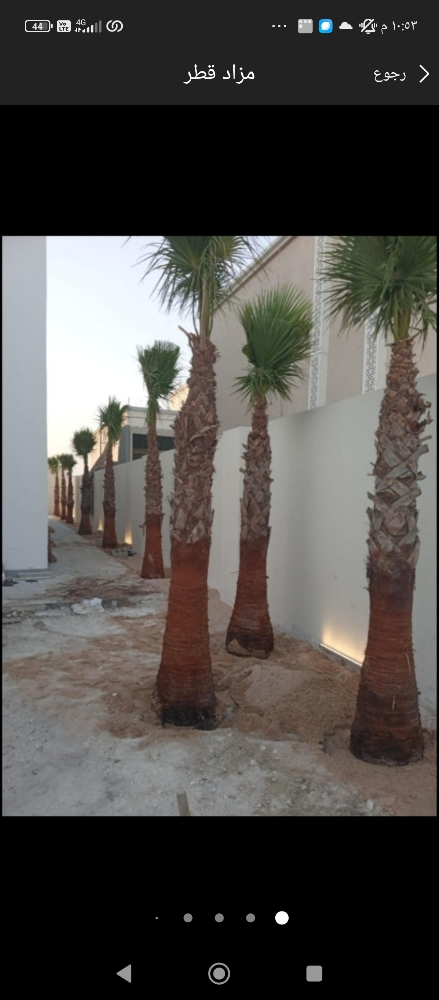 نخيل - 1