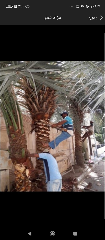 نخيل - 13