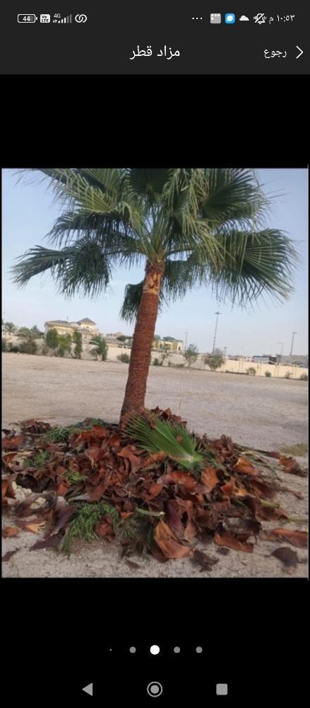 نخيل - 7
