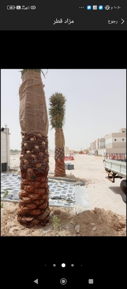 نخيل - 9