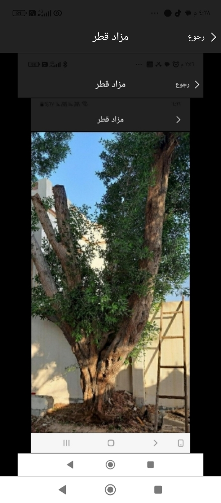 مزارع ومقطع اشجار - 1