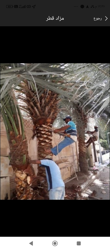 تقريب وتنظيف النخيل - 1