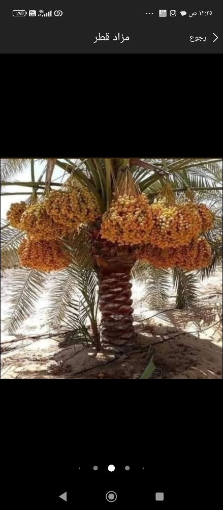 نخيل زراعه الحدائق - 4