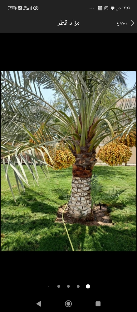نخيل زراعه الحدائق - 3
