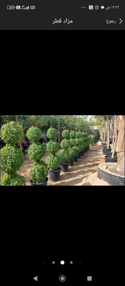 نخيل زراعه الحدائق - 5