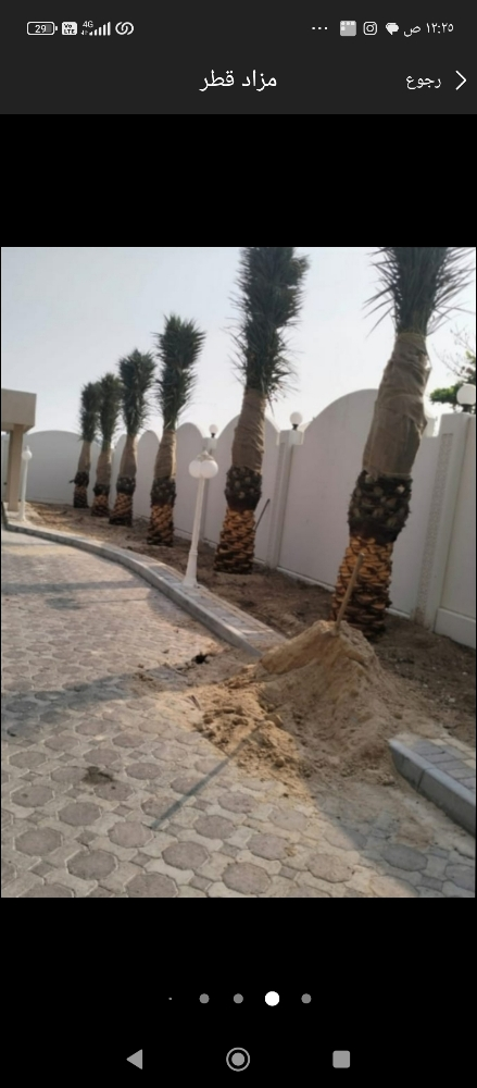نخيل زراعه الحدائق - 2