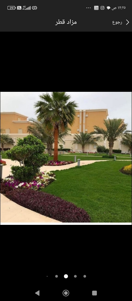 نخيل زراعه الحدائق - 1