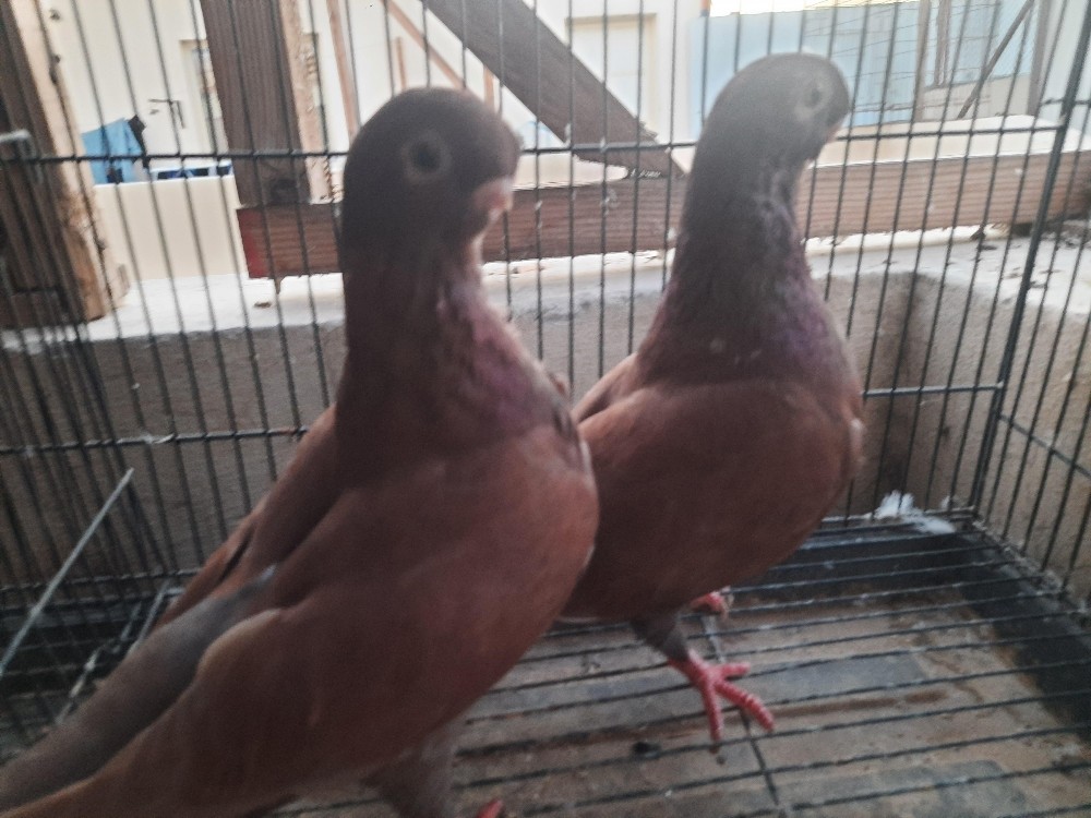 pair of African owl American - 1