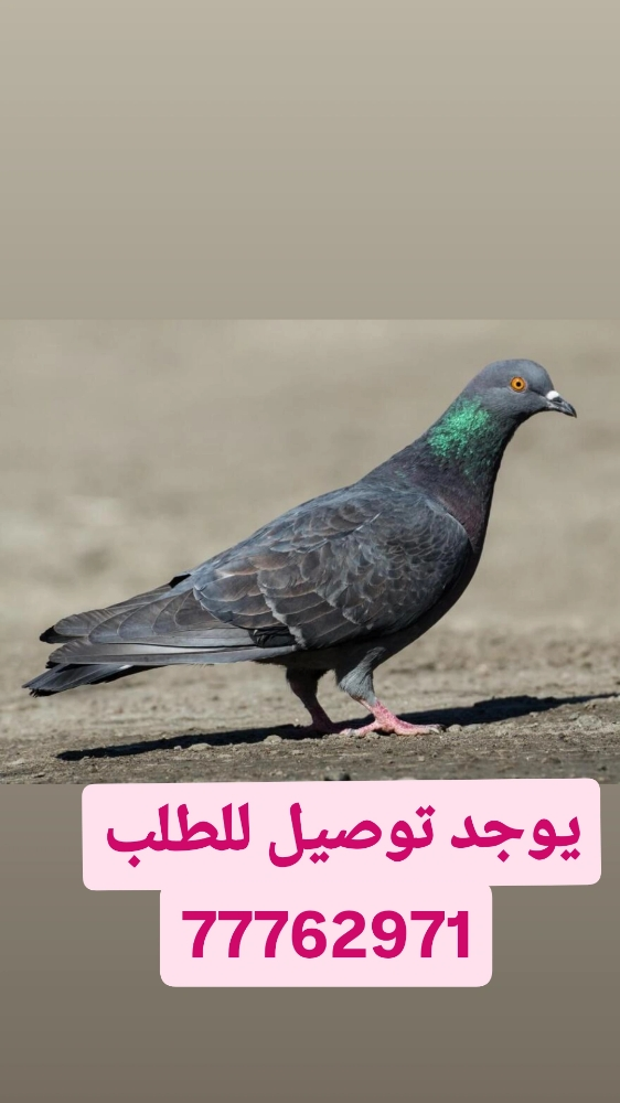 .بط طيار اصلي - 4
