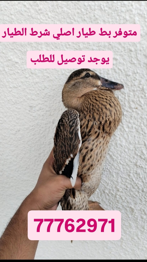 .بط طيار اصلي - 2