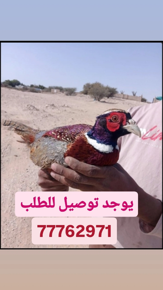 .بط طيار اصلي - 3