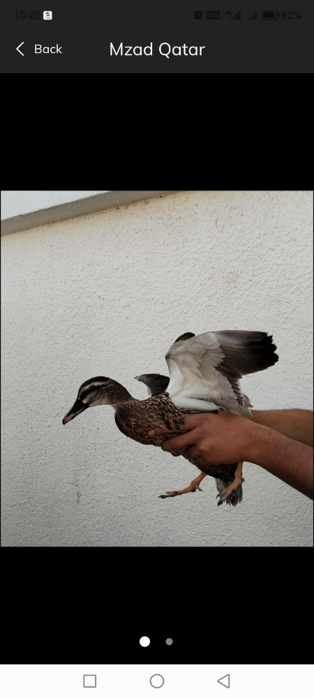 .بط طيار اصلي - 6
